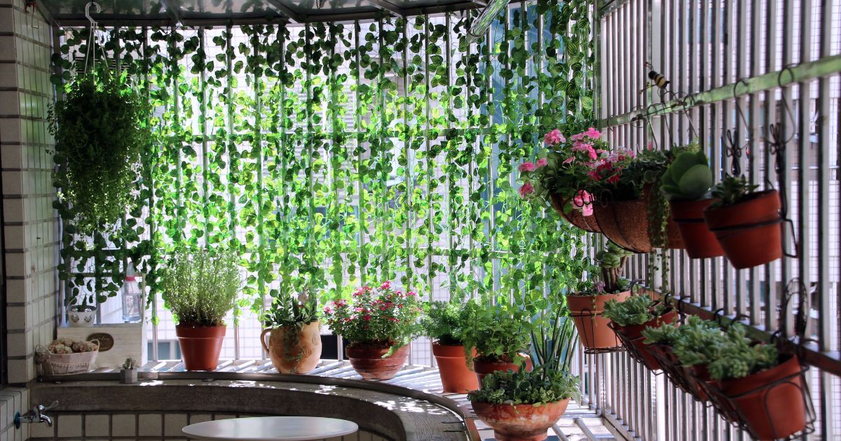 Best Privacy Plants for Indian Balconies