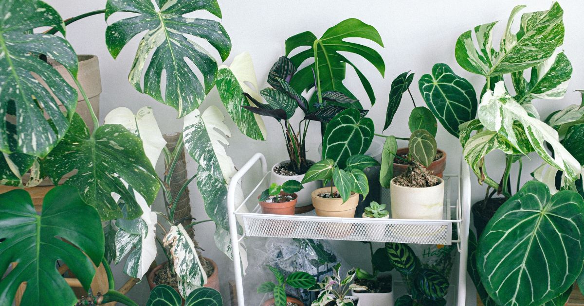 Best Air-Purifying Plants for Indian Homes