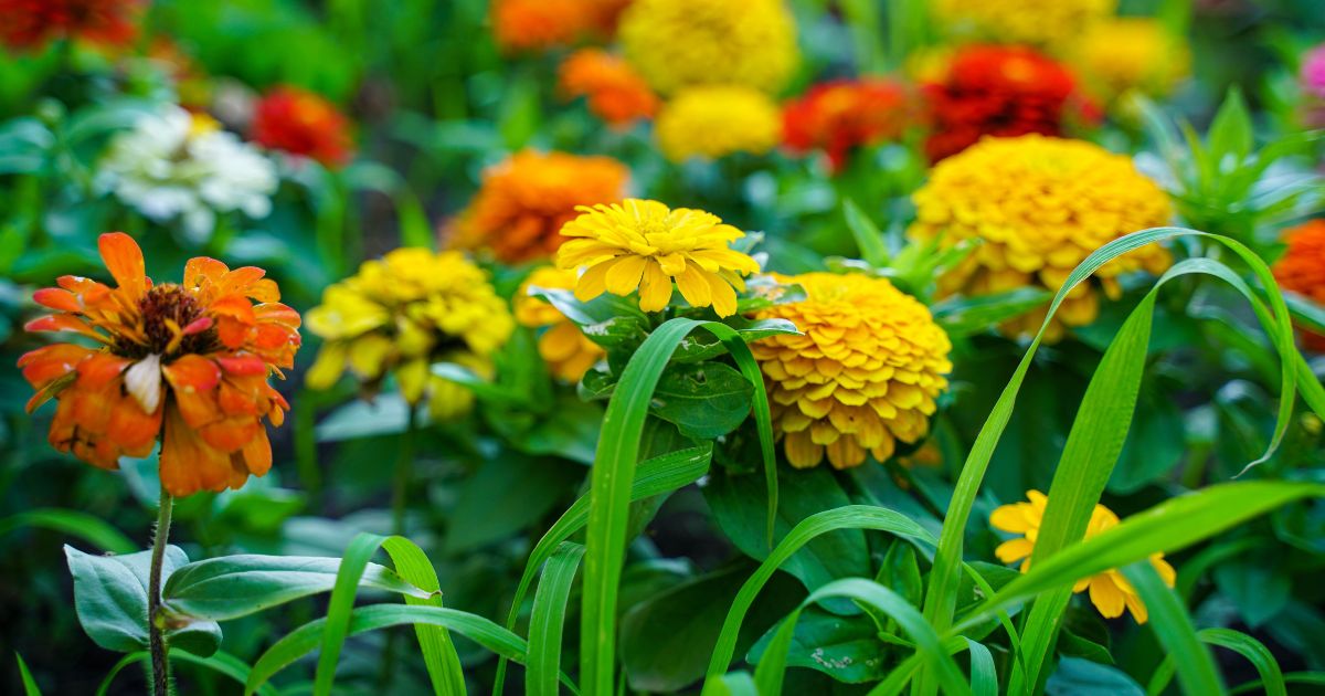 Best Flowering Plants for Indian Summer