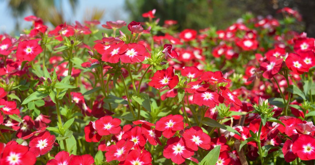 Best Flowering Plants for Indian Winter