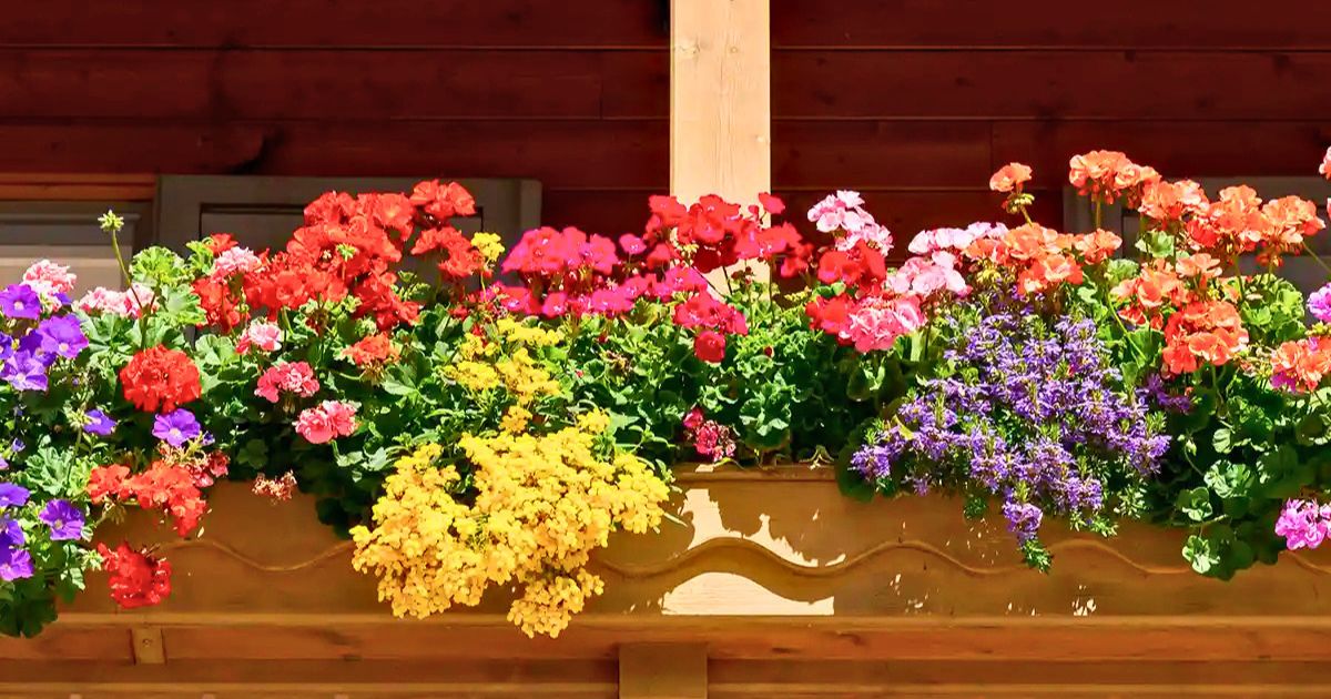 Best Fragrant Plants for Indian Balconies