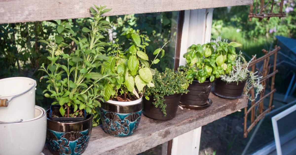 Best Herbs for Indian Kitchen Balconies