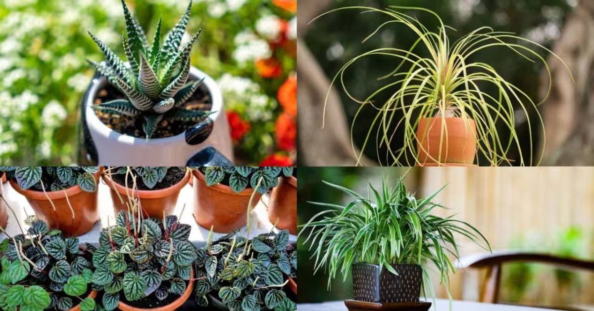 Best Low-Maintenance Plants for Indian Homes