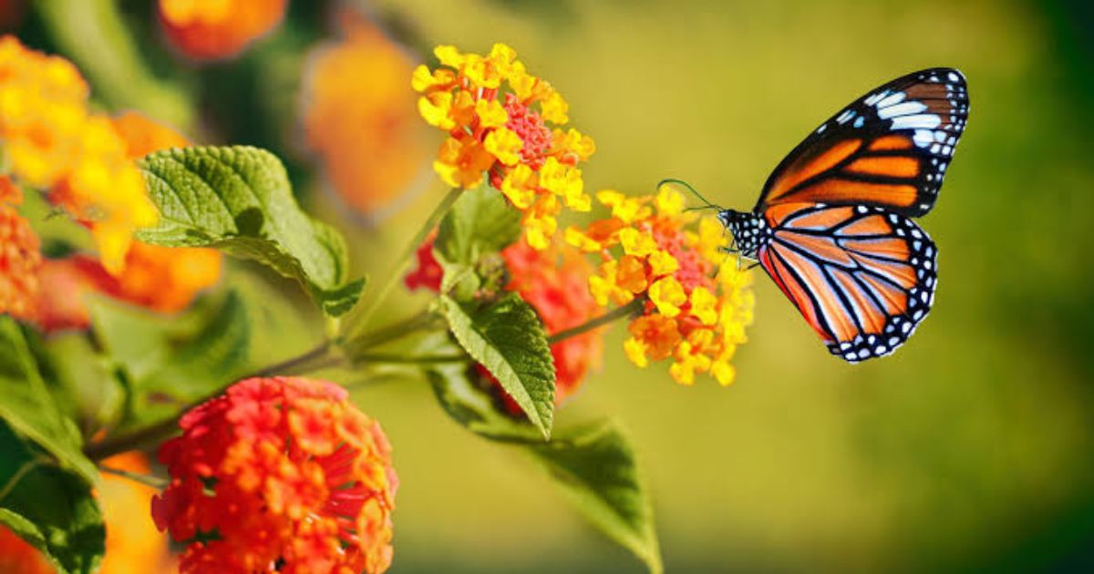 Best Butterfly-Attracting Plants for Indian Balconies