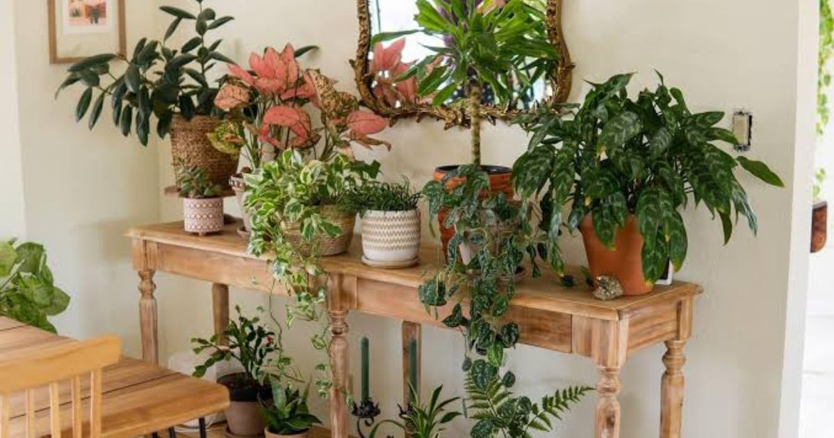 Best Plants for Gardening Beginners in India
