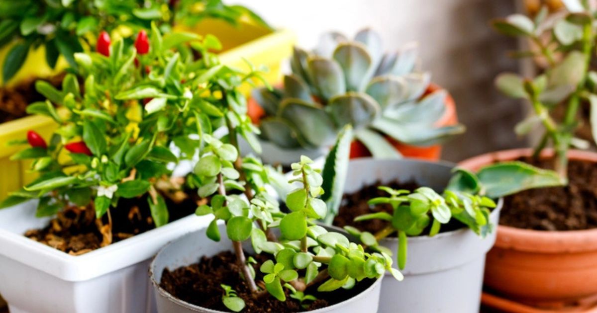 Best Plants for Delhi Balconies