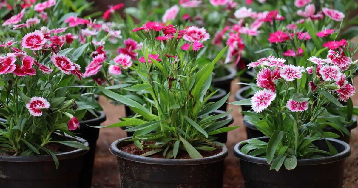 Best Plants for Hyderabad Balconies