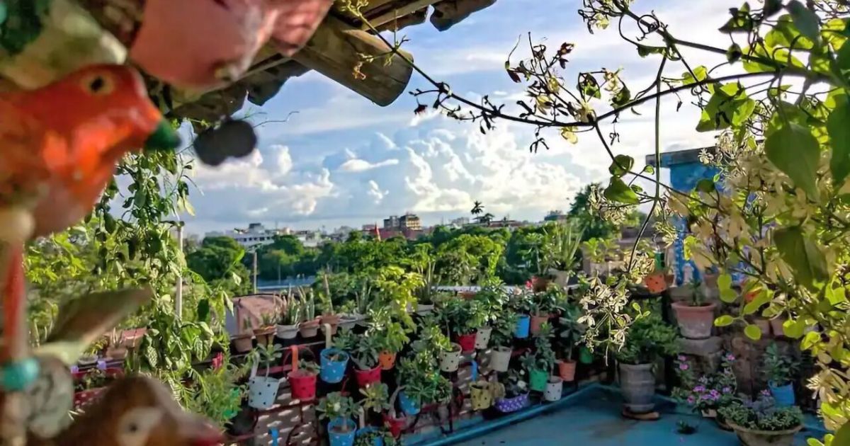 Best Plants for Kolkata Balconies