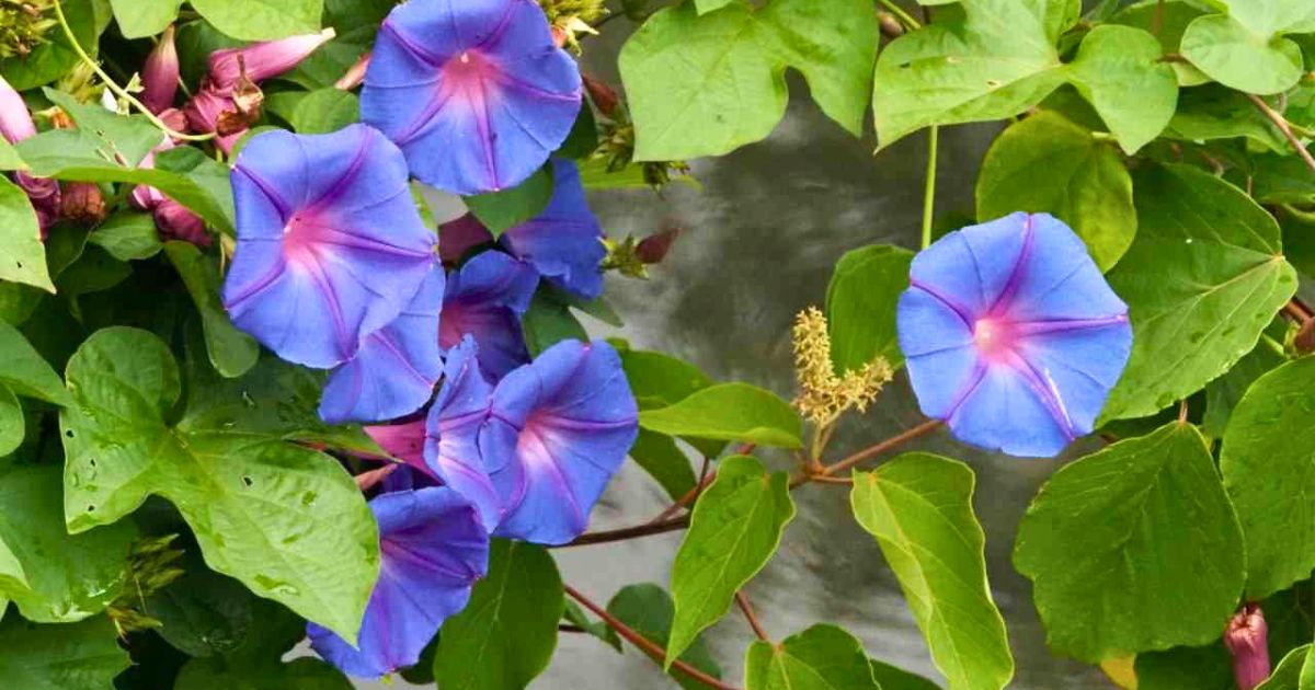 Best Plants for Monsoon Season in India