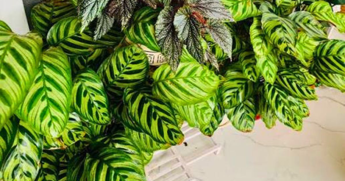 Best Plants for Mumbai Balconies