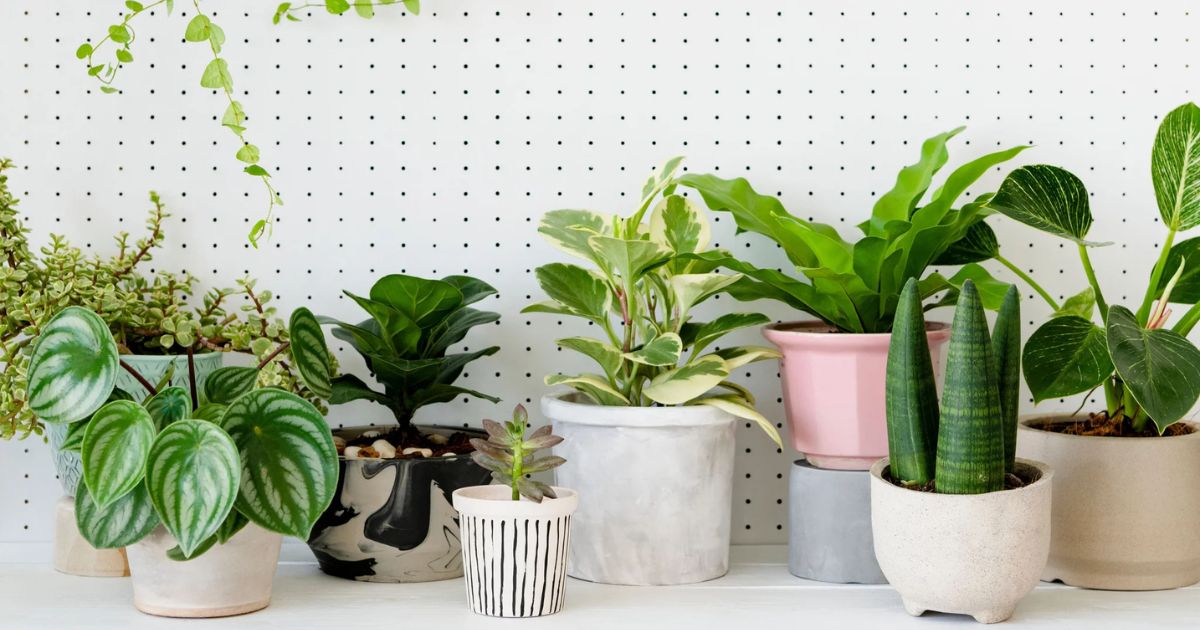 Best Plants for Pune Balconies