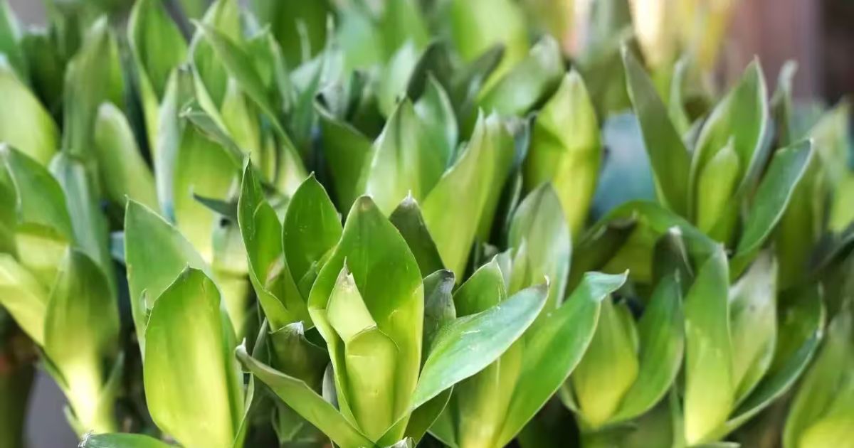 Best Budget Plants Under Rs 100 in India