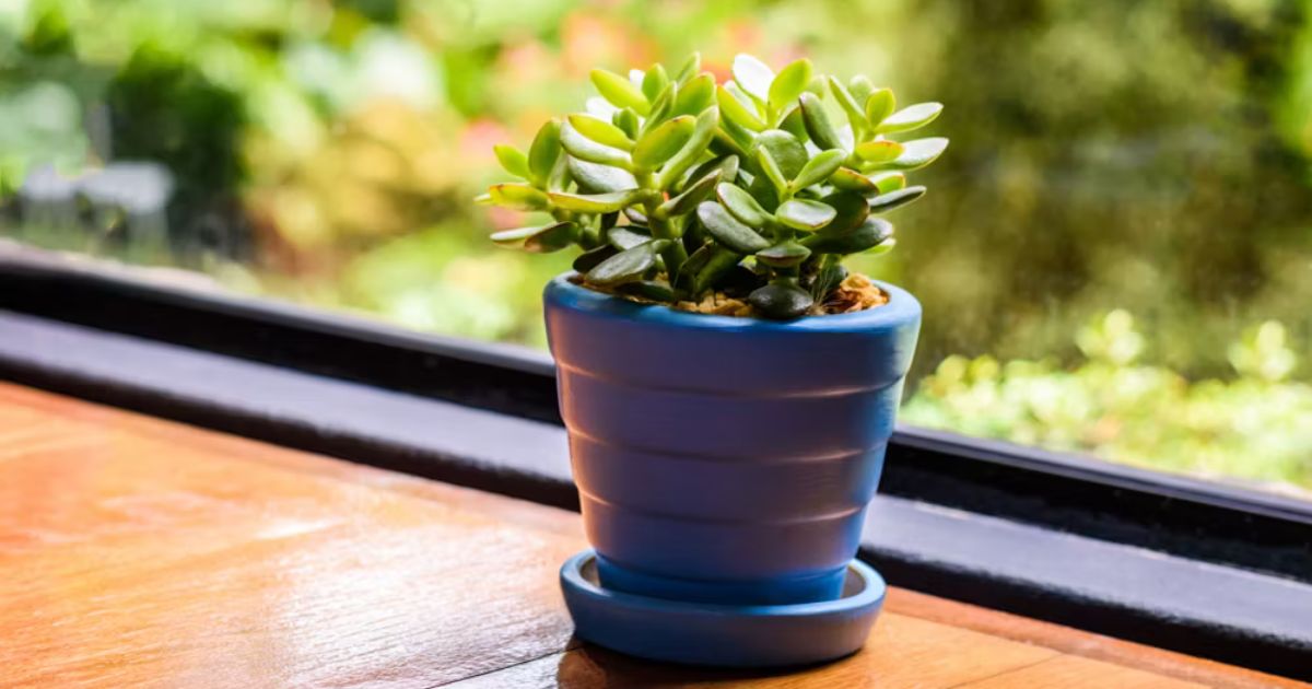 Best Plants for West-Facing Balconies in India