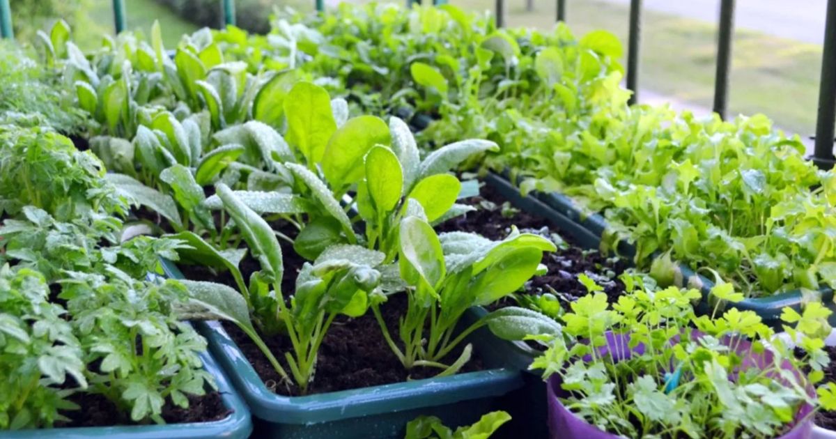 Container Gardening Guide for India â Complete Overview
