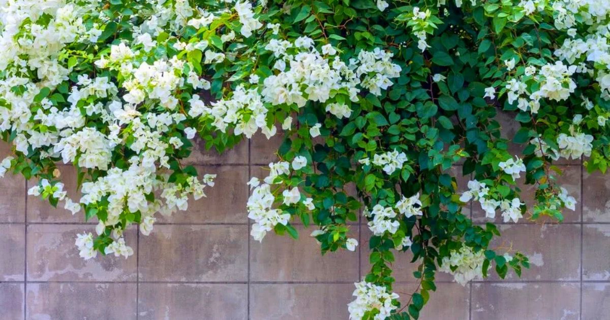 Best Creeper Plants for Indian Balconies