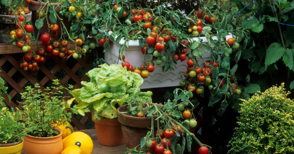 Best Edible Plants for Indian Balconies
