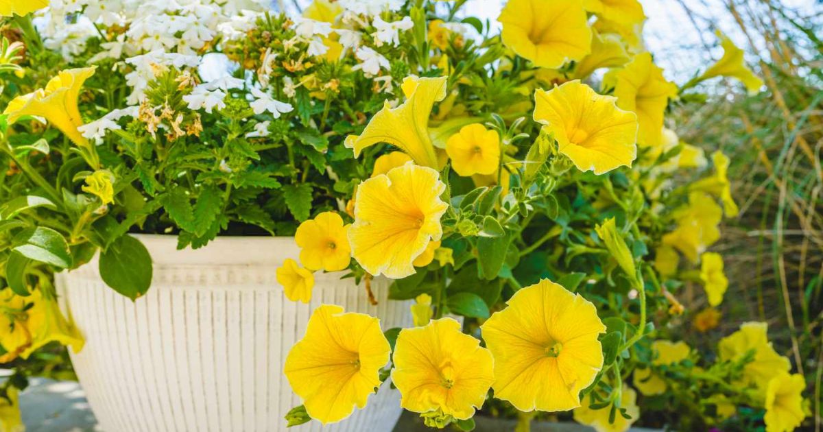 Fastest-Growing Plants for Indian Balconies