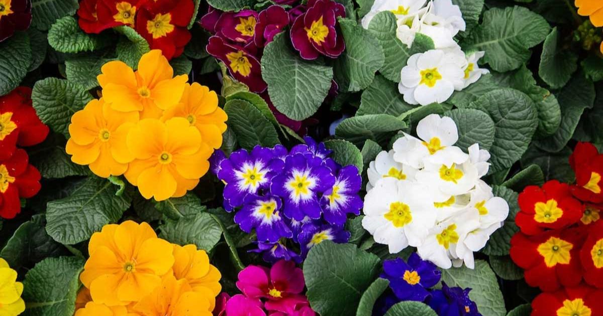 Best Year-Round Flowering Plants for India
