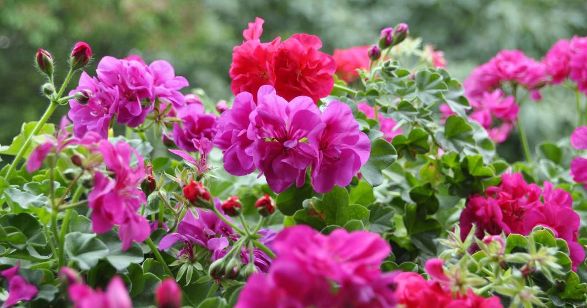 Best Full-Sun Plants for Indian Balconies
