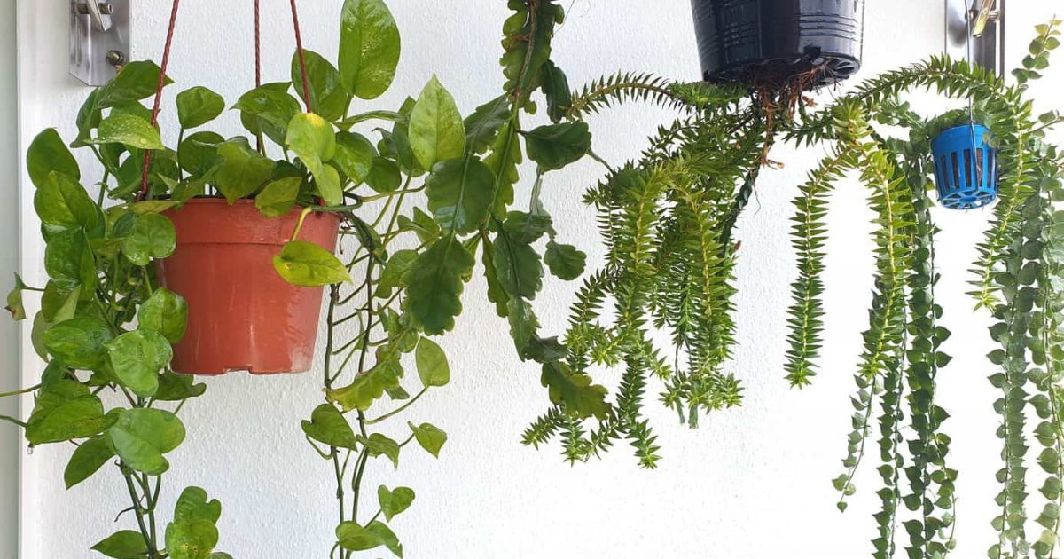 Best Hanging Plants for Indian Balconies