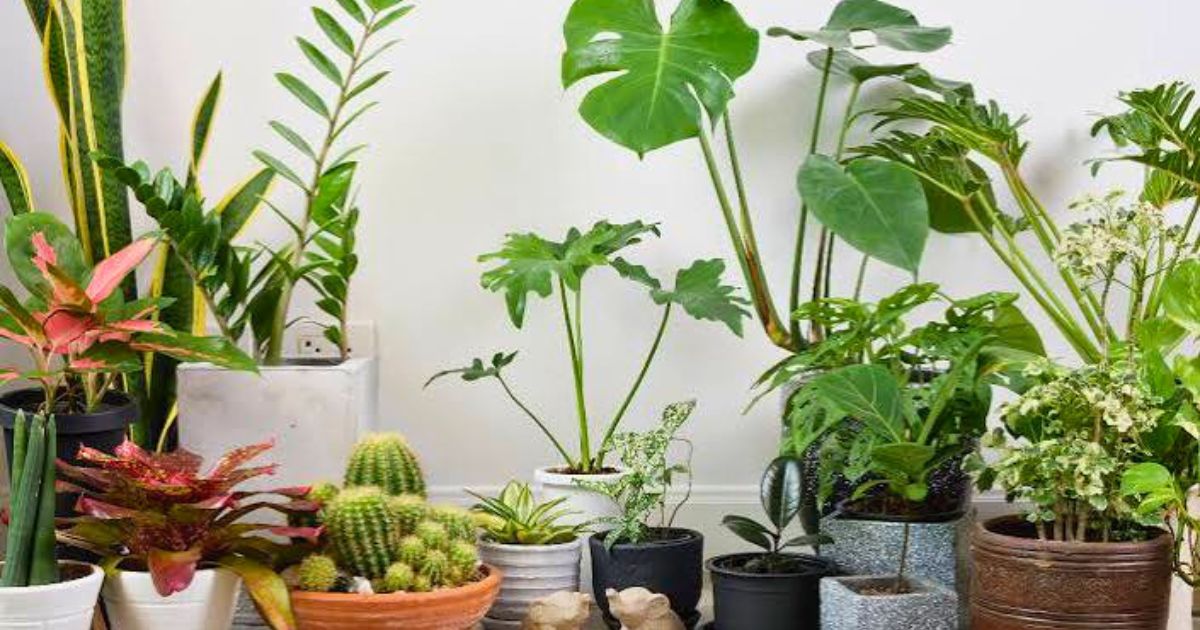 Best Indoor Plants for Indian Apartments