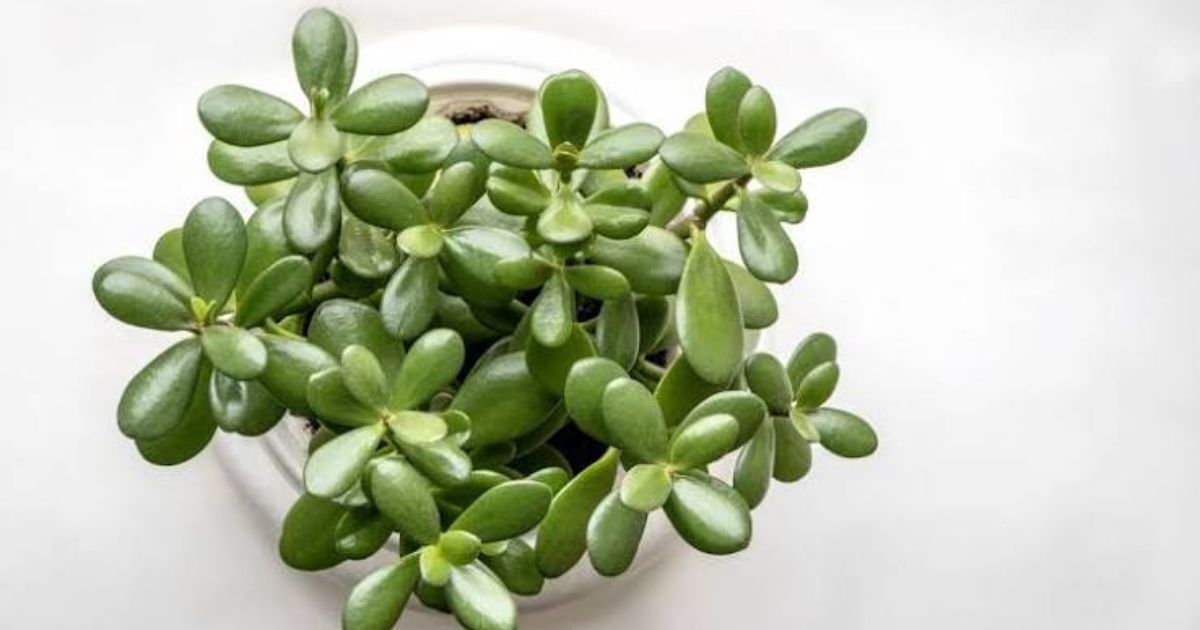 Best Low-Water Plants for Indian Balconies