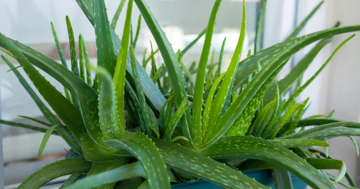 Best Medicinal Plants for Indian Balconies