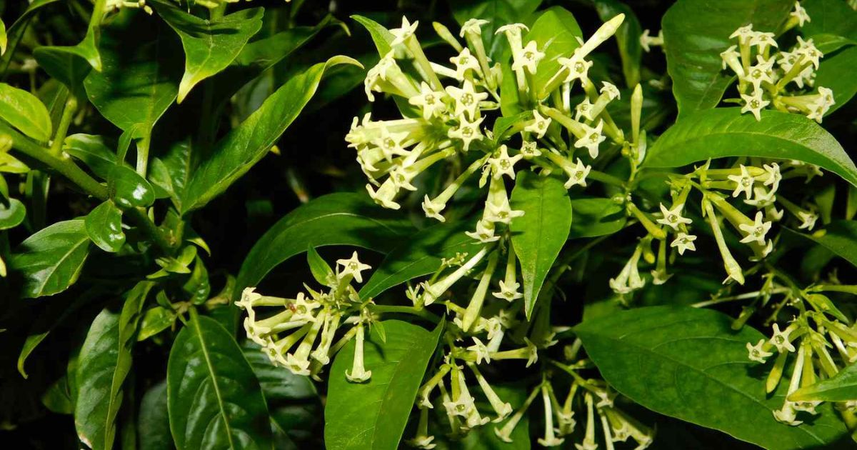 Best Night-Blooming Plants for Indian Balconies
