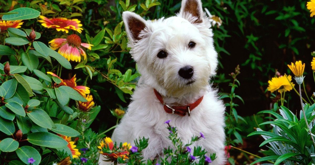 Pet-Safe Plants for Indian Homes