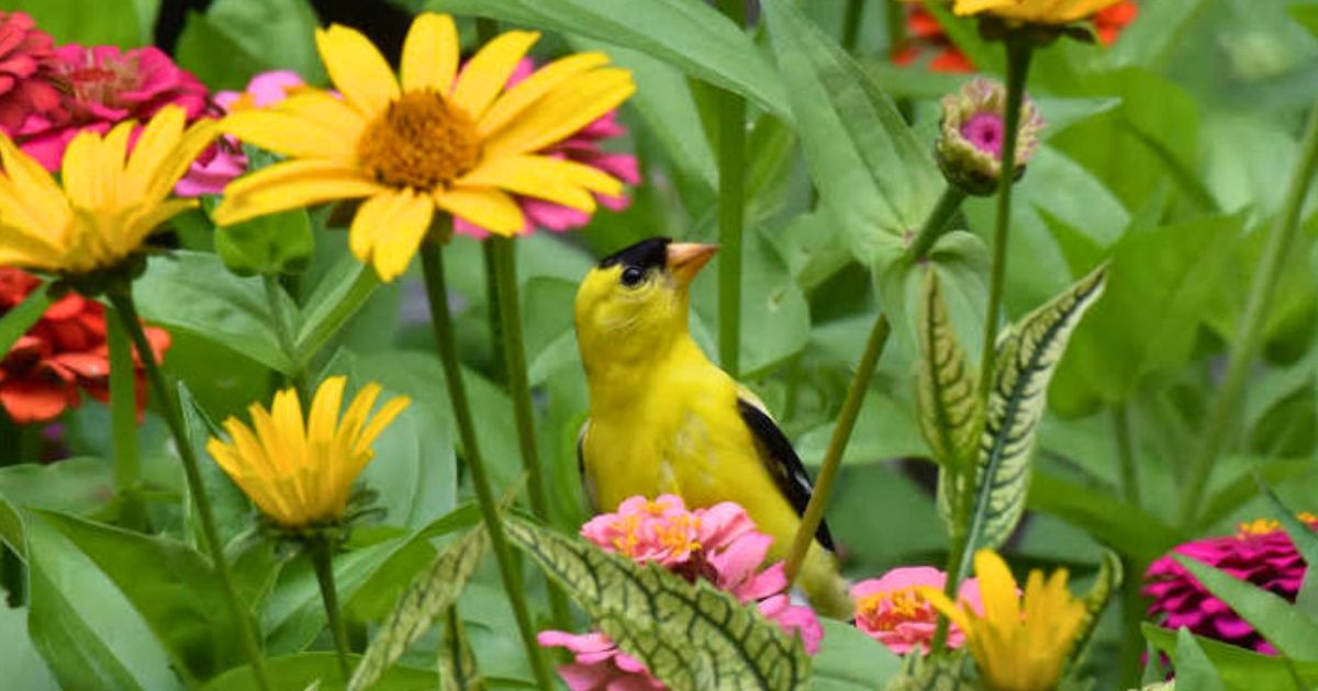 Best Plants to Attract Birds in Indian Balconies