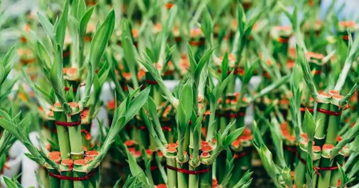 Best Lucky Plants for Indian Homes