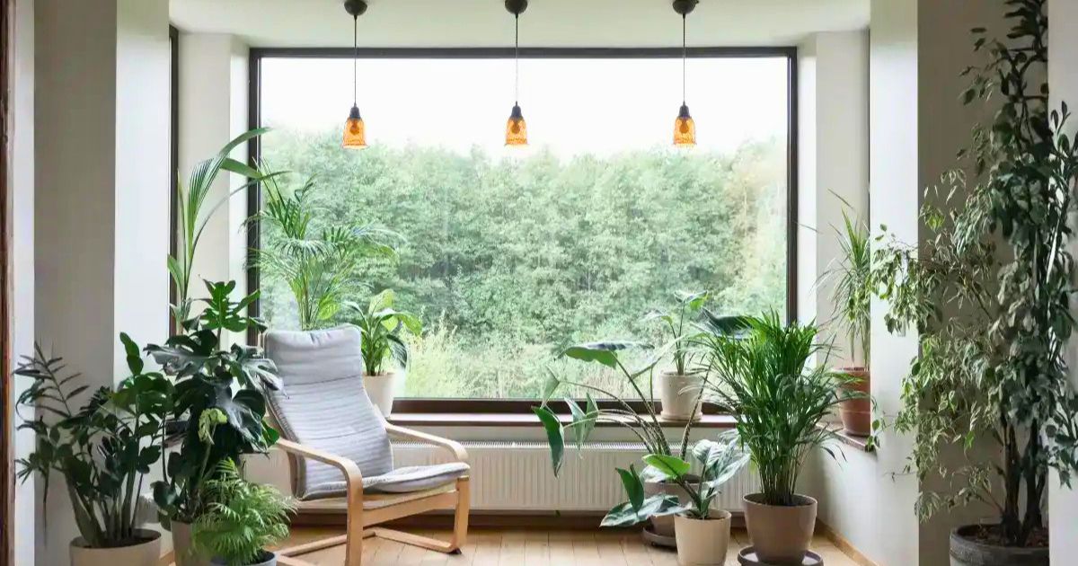 Best Plants for Bedroom Air Quality in India