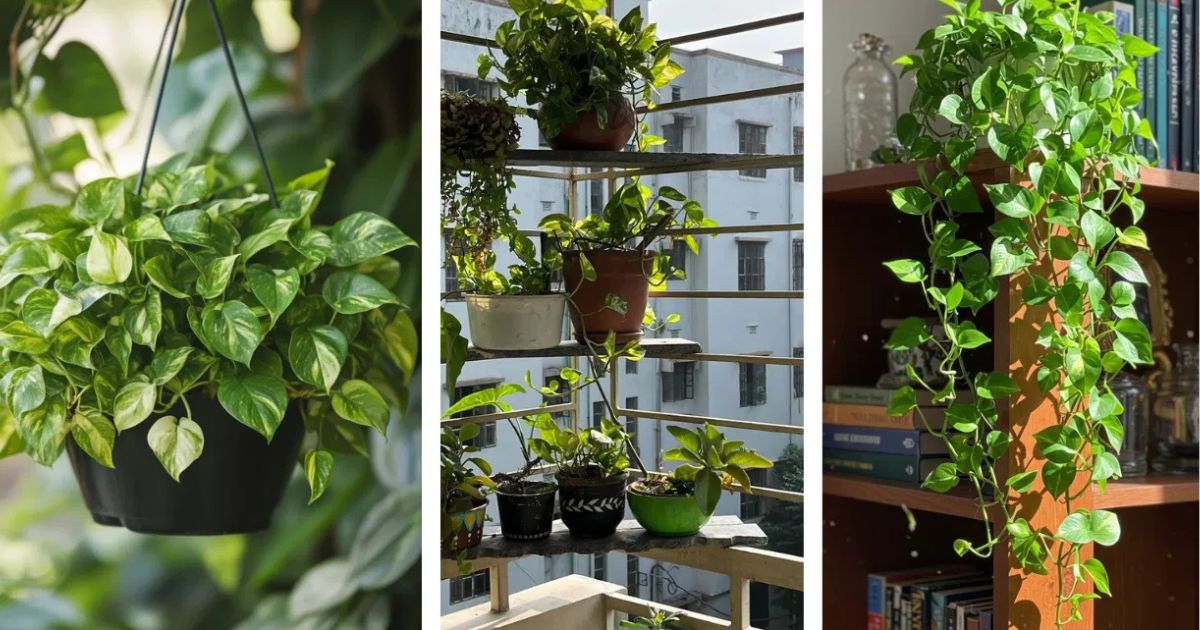 Best Plants for Gifting in India