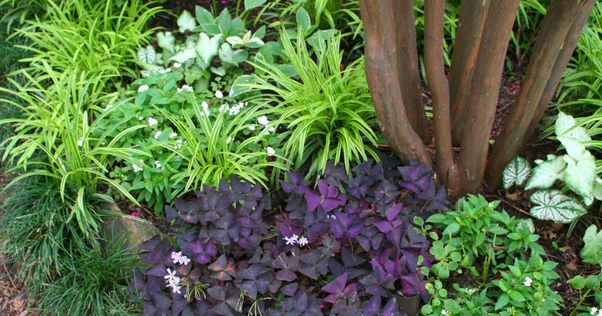 Plants That Grow in Shade in India