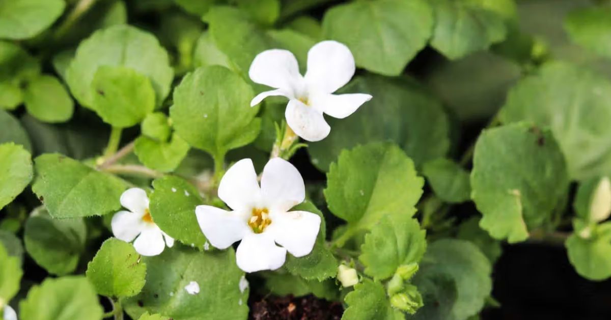 Plants That Improve Mental Health and Wellbeing in India
