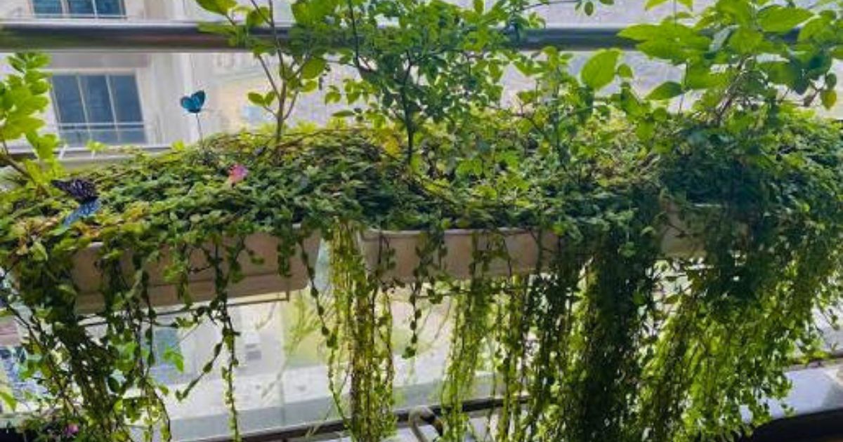 Best Railing Plants for Indian Balconies