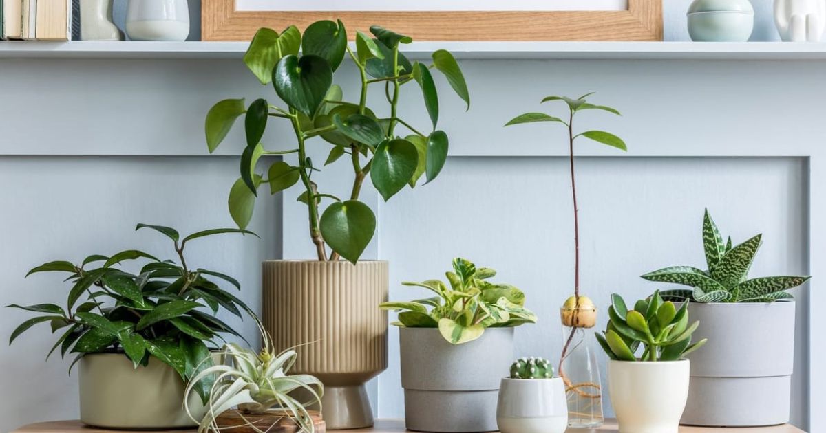 Best Vastu Plants for Indian Homes