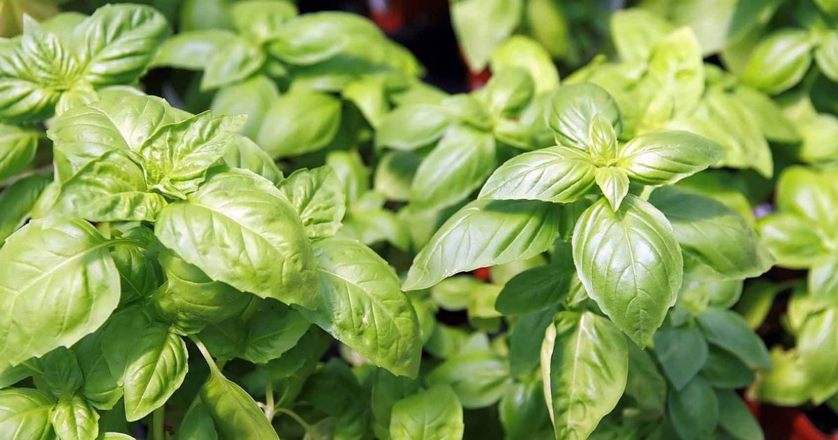 Aphid Treatment for Indian Balcony Plants â Complete Guide