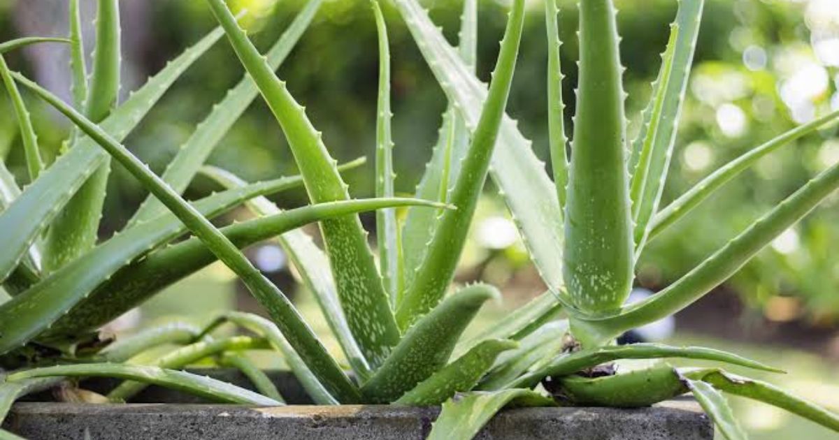 How to Grow Aloe Vera at Home in India — Complete Guide