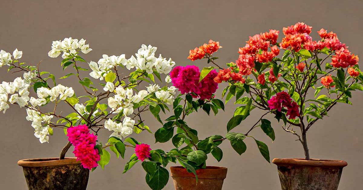 How to Grow Bougainvillea in Pots in India — Complete Guide