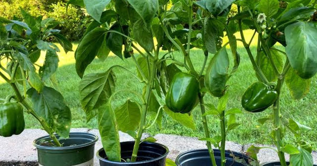 How to Grow Capsicum (Shimla Mirch) in Pots in India