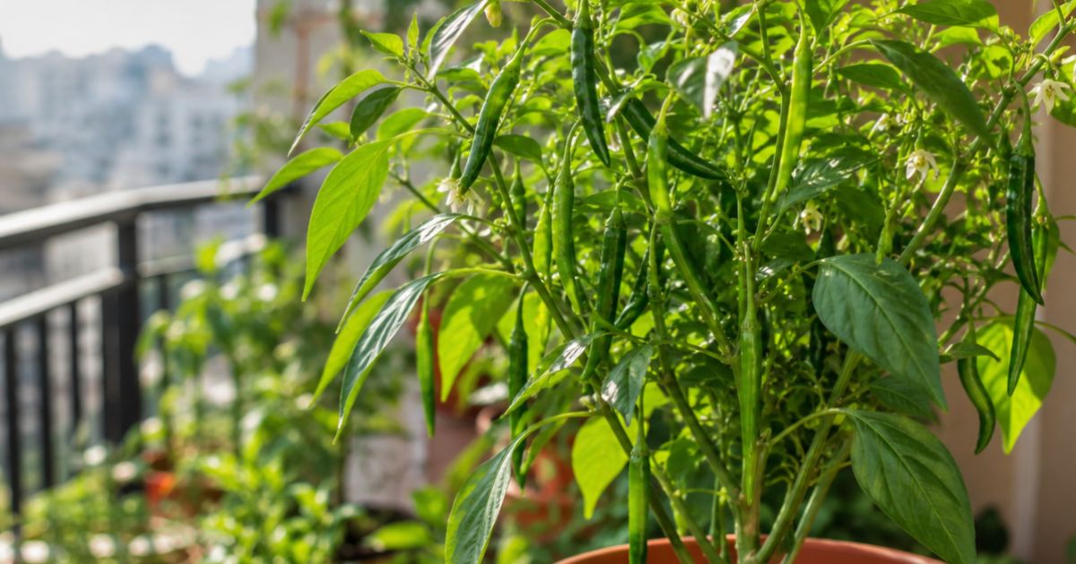 How to Grow Chilli (Mirchi) in Pots in India — Complete Guide