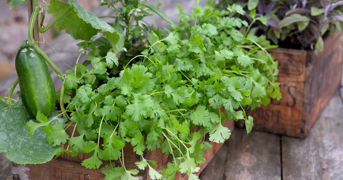 How to Grow Coriander (Dhania) at Home in India — Complete Guide