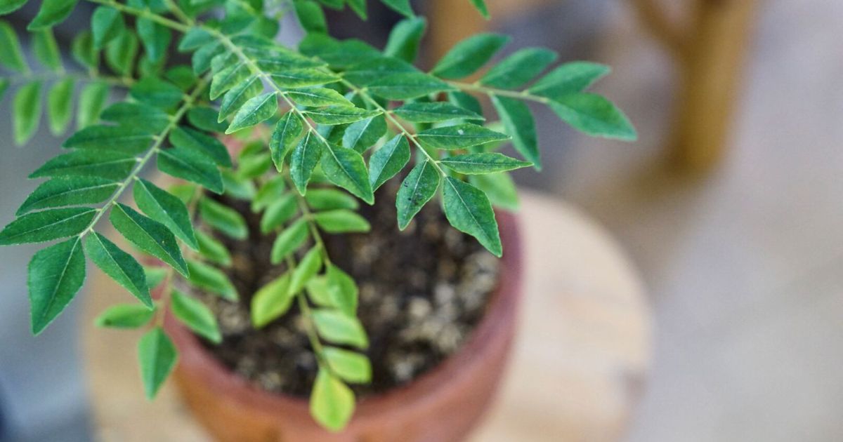 How to Grow Curry Leaf Plant in Pots — Indian Balcony Guide