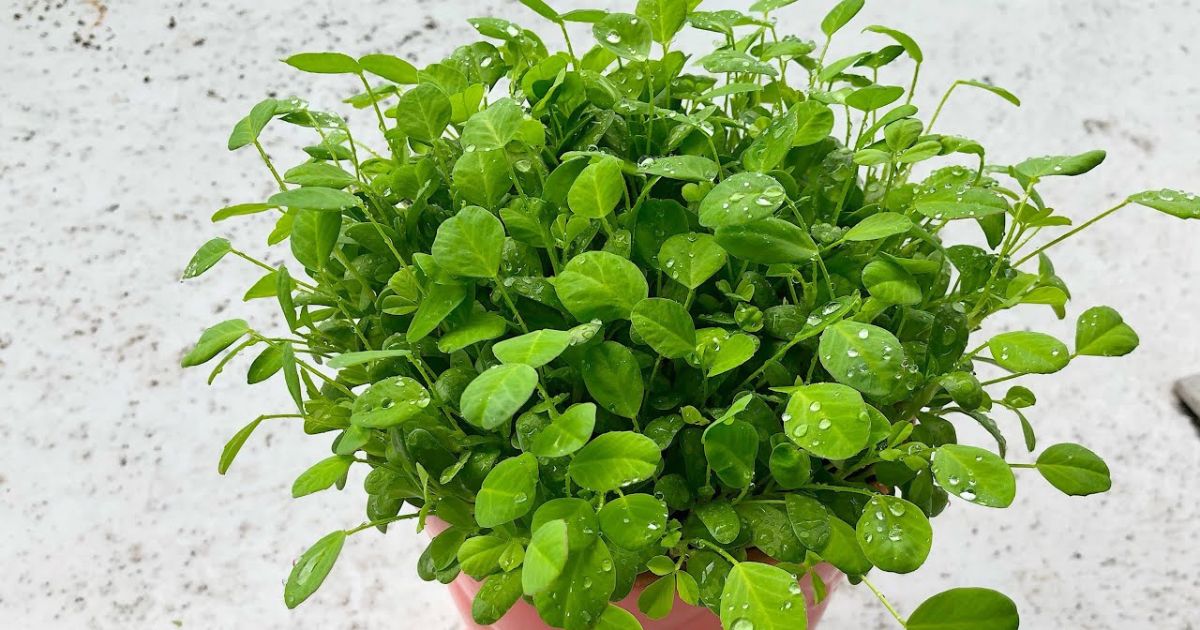How to Grow Fenugreek (Methi) at Home in India