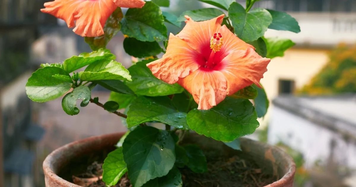 How to Grow Hibiscus (Gudhal) in Pots in India