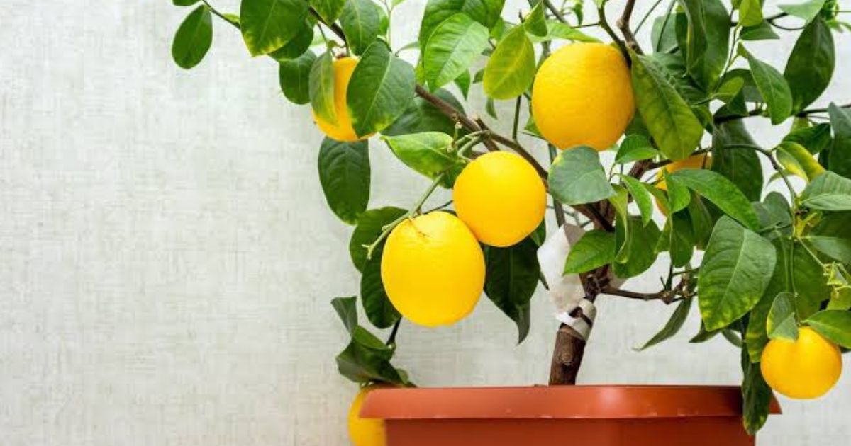 How to Grow Lemon in Pots in India — Complete Guide