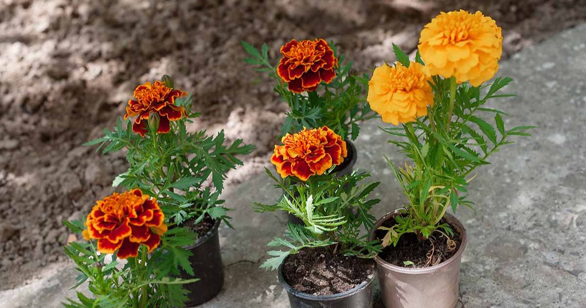 How to Grow Marigold (Genda) in Pots in India — Complete Guide