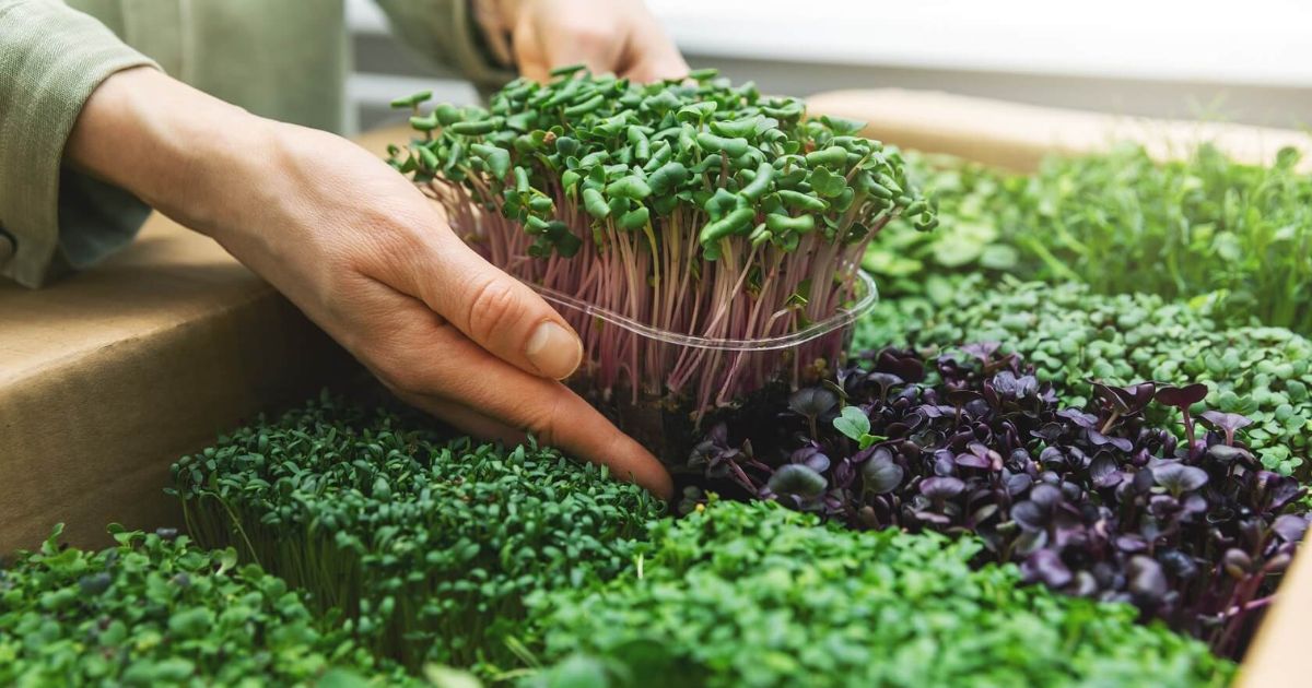 How to Grow Microgreens at Home in India â Complete Guide
