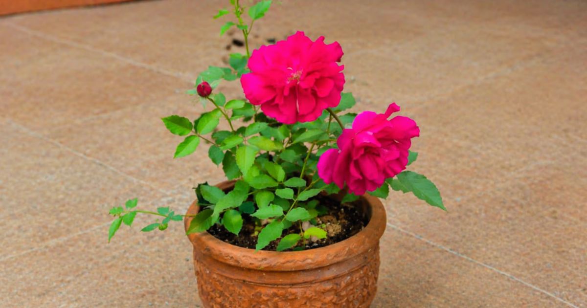 How to Grow Roses in Pots in India — Complete Guide